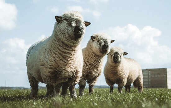 Vacaturecampagne Boerkok medewerker bediening 4 horeca personeel vinden boerkok recruitment marketing 551x350 1